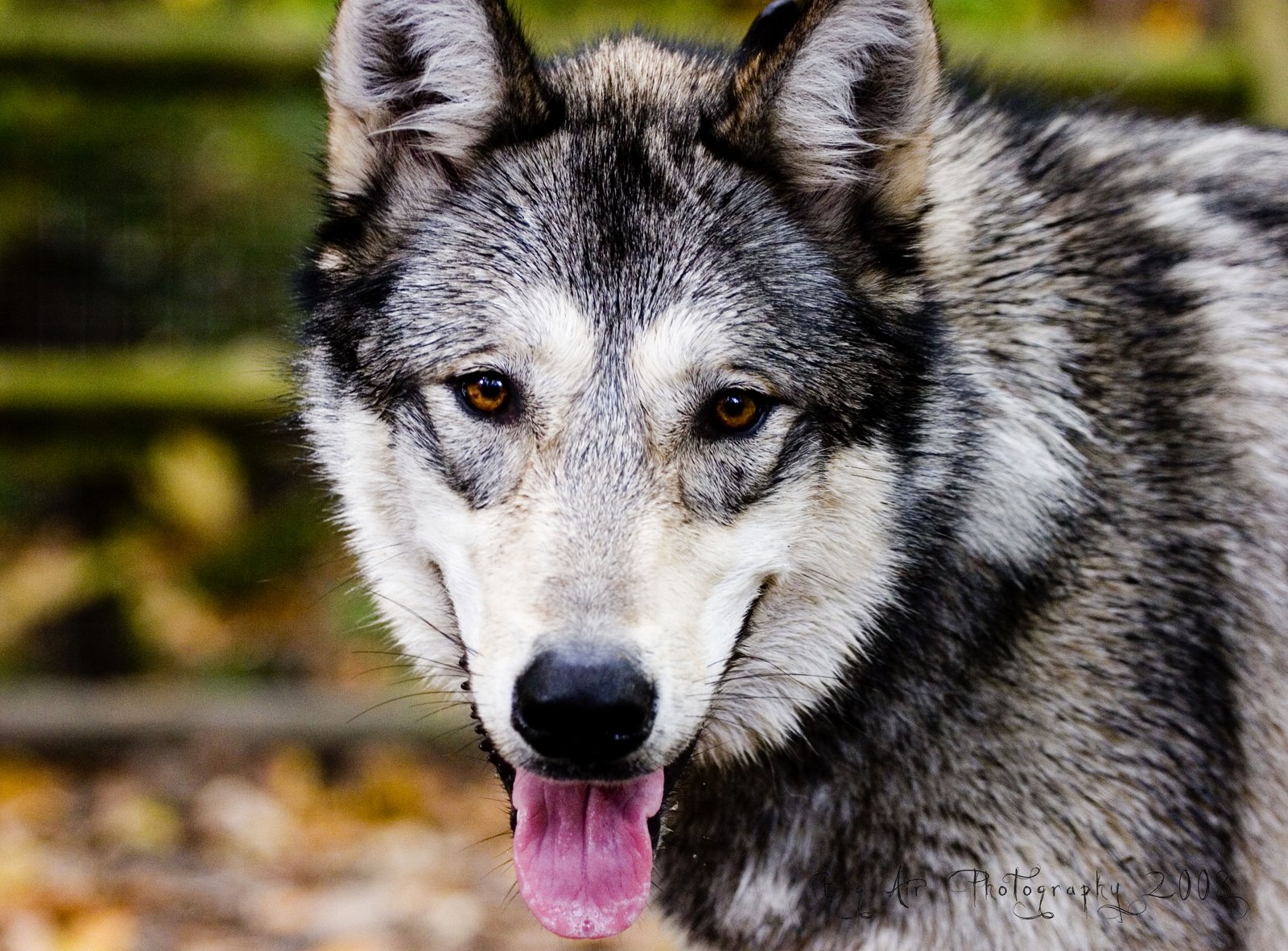 [wolfdog1.jpg]