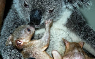 Newly Born Twin Koalas Showed Up in Guangzhou Newly Born Twin Koalas Showed Up in Guangzhou