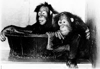 Orangutans in a Tub Orangutans National Zoo