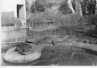 Alligators Cooling Down Alligators National Zoo