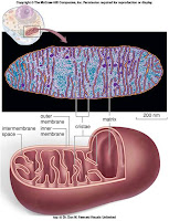 Human Bio 156: Compendium Review Unit 1 Major Topic: Cells