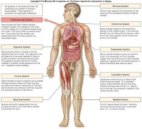 Human Bio 156: Compendium Review Unit 2 Major Topic: Oxygen/ Human Bio 156: Compendium Review Unit 2 Major Topic: Oxygen/
