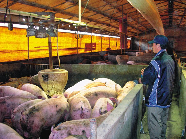 pig farm farrowing crates
