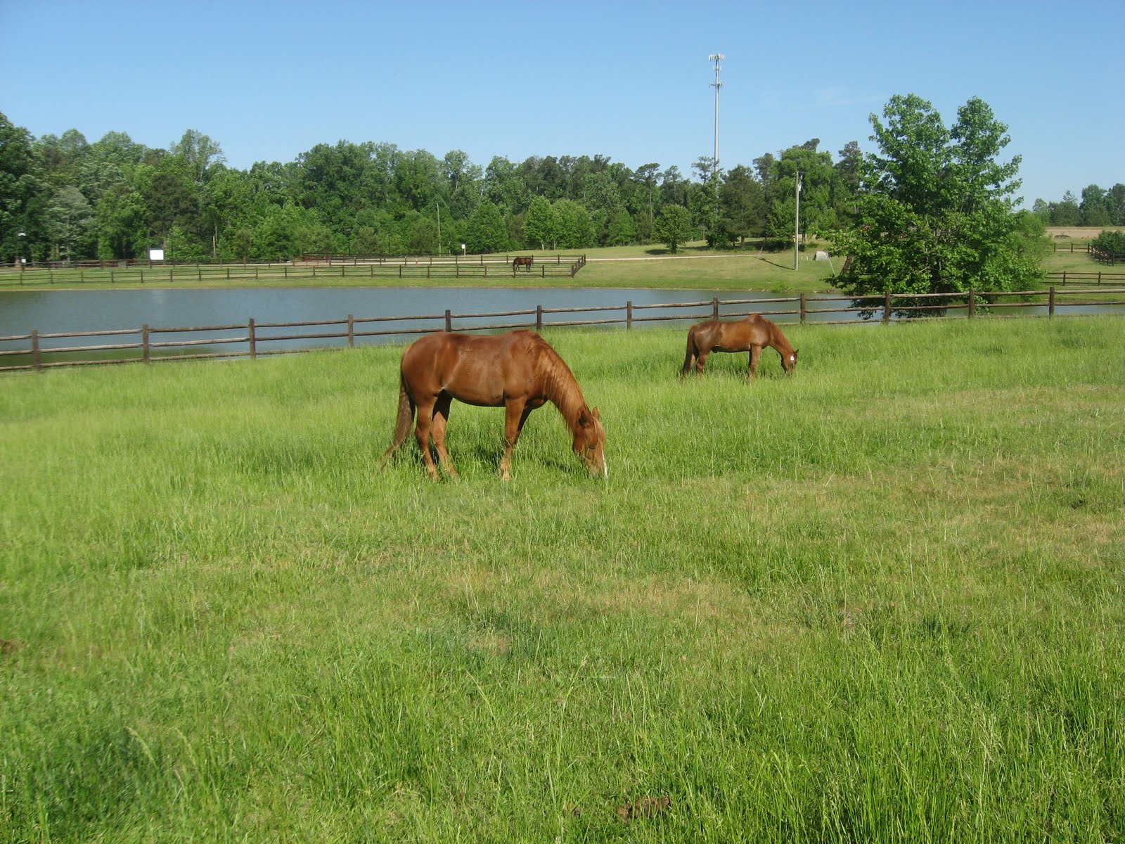 Portofino Equestrian Community in Clayton Horse Property For sale.