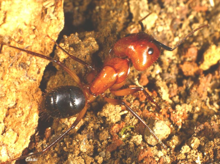 [Camponotus+planatus+1.jpg]