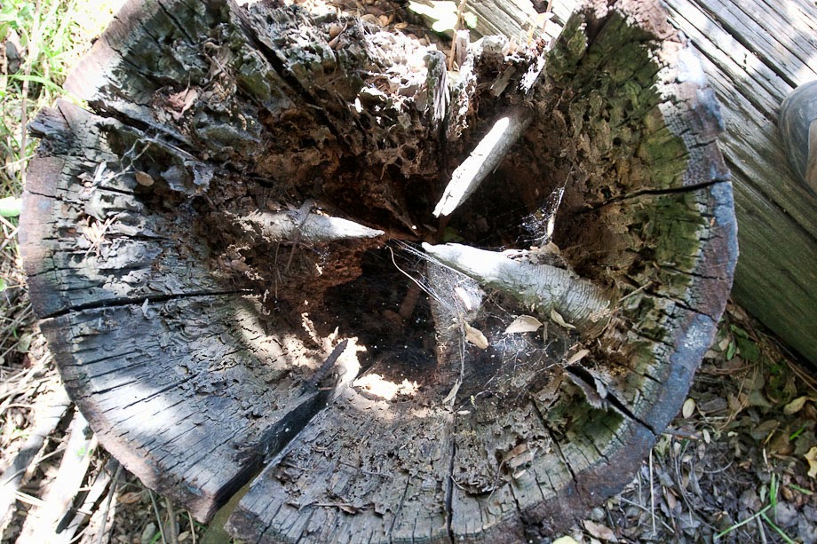 Knots In A Tree Stump
