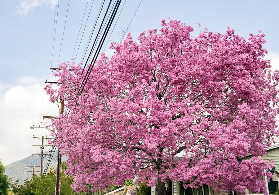 Cotton Candy Tree