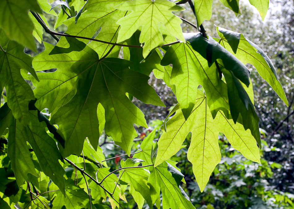 vine maple big leaf maple