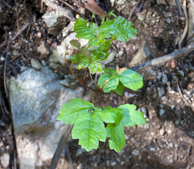 poison oak leaf. poison oak pictures of rash.