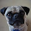 Melvino Puggaccino said.