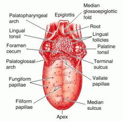 Tongue Is A Muscular Organ Associated With The Function Of Deglutition Taste And Speech Some Characteristic Changes Occur In The Tongue In Some Particular Tongue Is A Muscular Organ Associated With The Function Of Deglutition Taste And Speech Some Characteristic Changes Occur In The Tongue In Some Particular