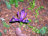 iris