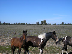 WILD HORES - Warm Springs Reservation Oregon