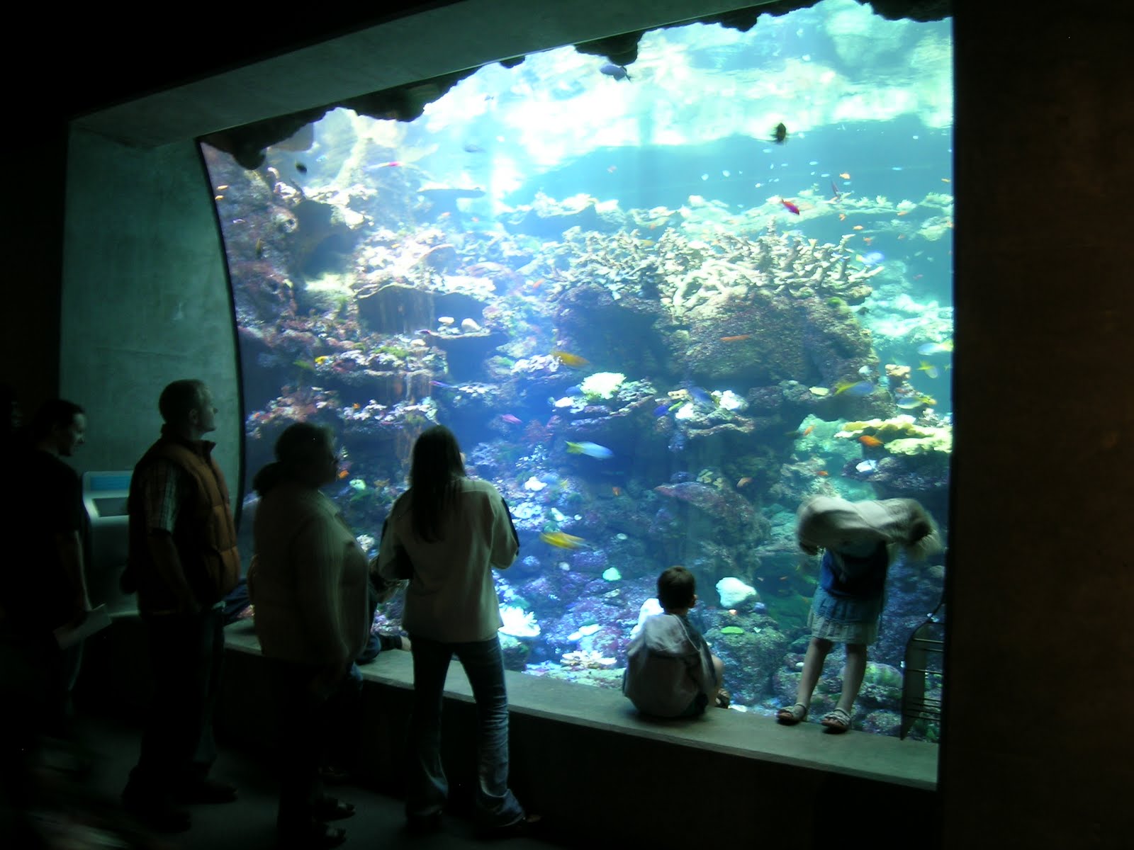Frisco Kids Deal of the Day California Academy of Sciences Sleepover