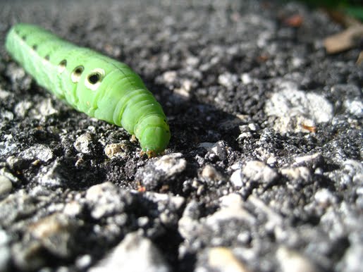 Green Catepillar on the Paper Squid blog