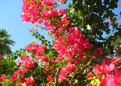 Bright Pink flowers on the paper squid blog