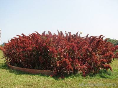 thick red bush