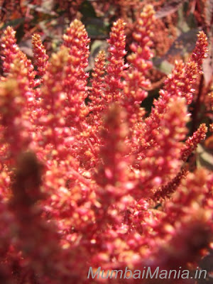 macro shot of the thick red bush