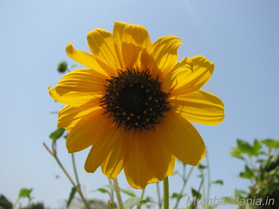 sun flower growing at the hanging garden