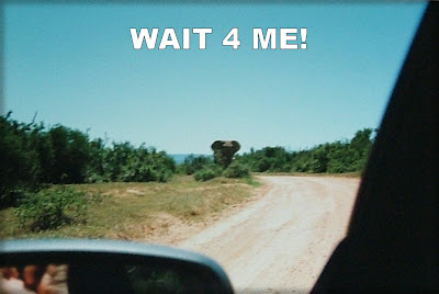 Wild Elephant Elephant