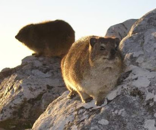 Wild Haggis Haggis