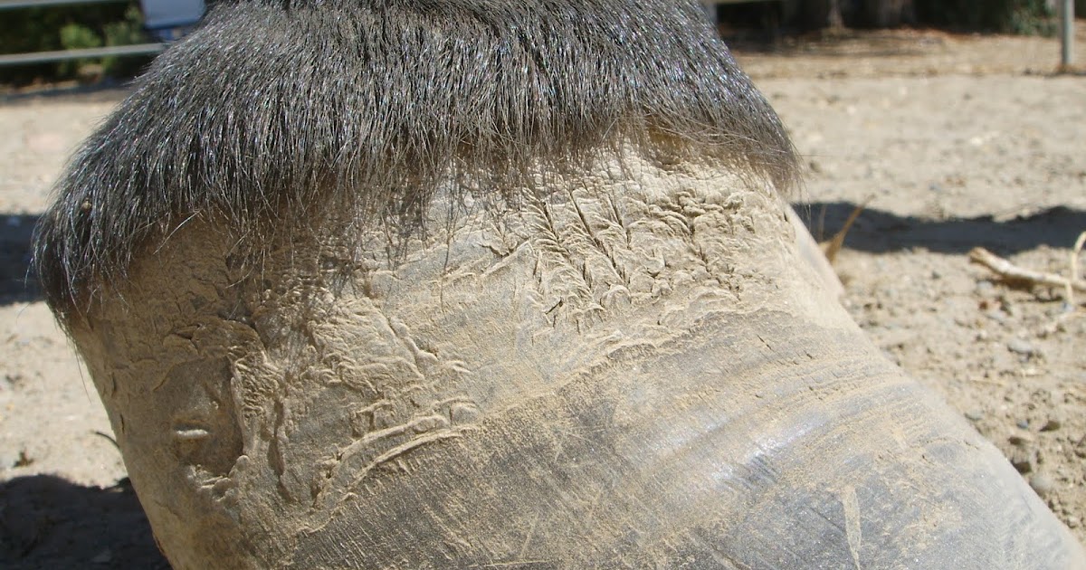 The Painful JourneyEquine Founder LadyHooves Unveiled