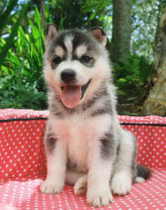 Husky Dogs Photos