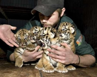 Siberian tiger cubs poses pictures of tigers and cubs. Siberian tiger cubs poses