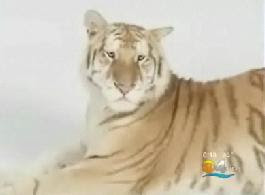 Jungle Island To Re-Open Tiger Exhibit Temporarily jung is liger