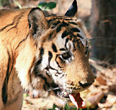 India faces worst tiger crises crisis 3