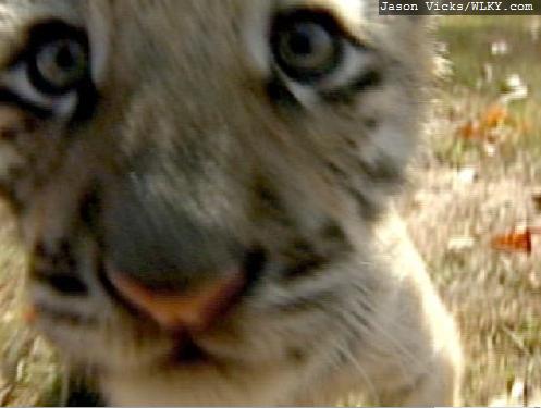Big Cat Rescue Contraversy Big Cat Rescue Contraversy