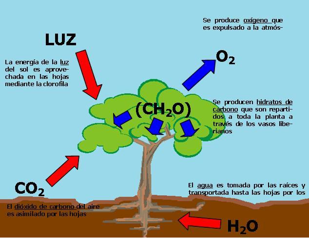 LA RESPIRACION DE LA HOJA la respiracion de la hoja: