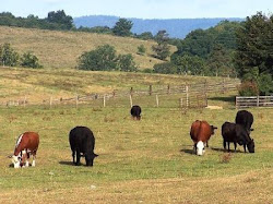 The Neighbours