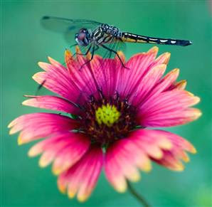 Dragonflies+pictures