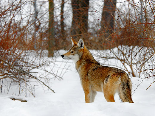 Collections & Selections: Taxonomy of a Red Wolf Collections & Selections: Taxonomy of a Red Wolf