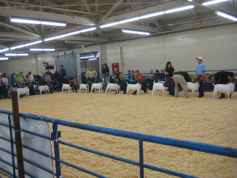 Northern California Angora Guild Boer Goat Show At Grand National