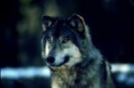 LOBO