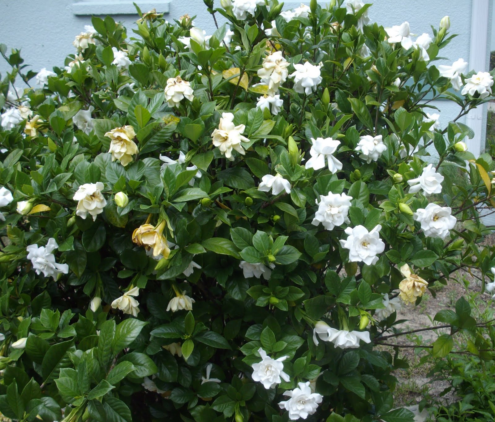 Fragrant GARDENIA Tree/Bush Plants Pinterest Gardens, Garden
