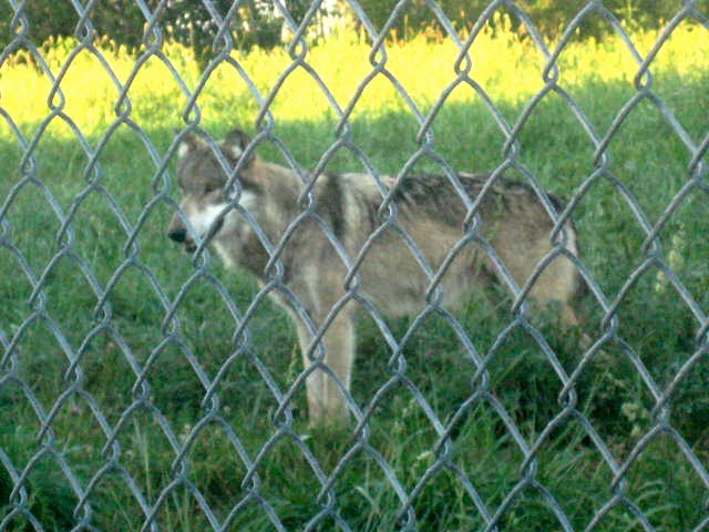 Wolves In Captivity
