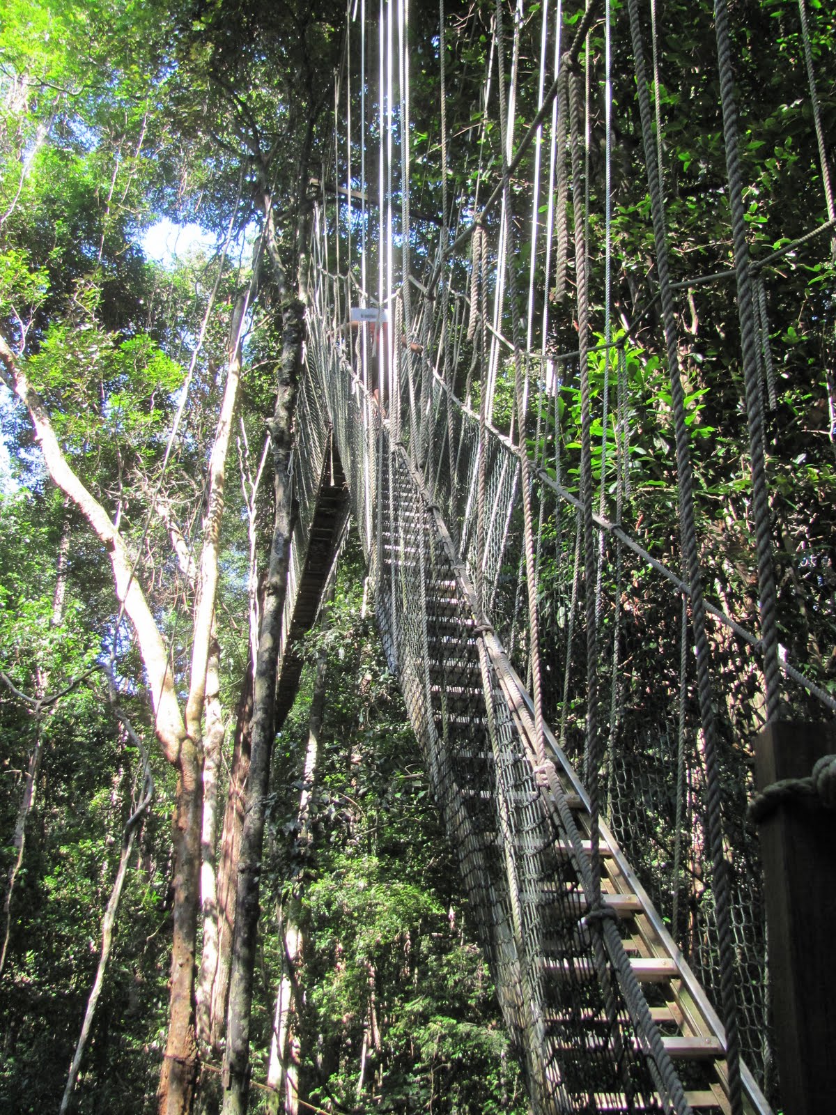 canopy walk malaysia
