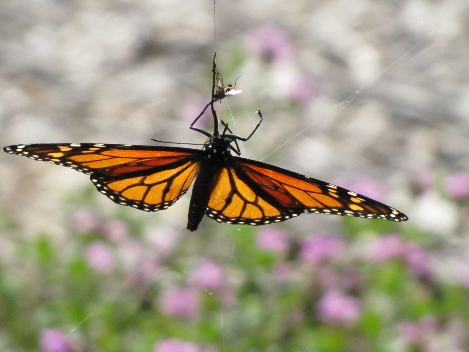SeaBreeze Today Spider vs. Butterfly