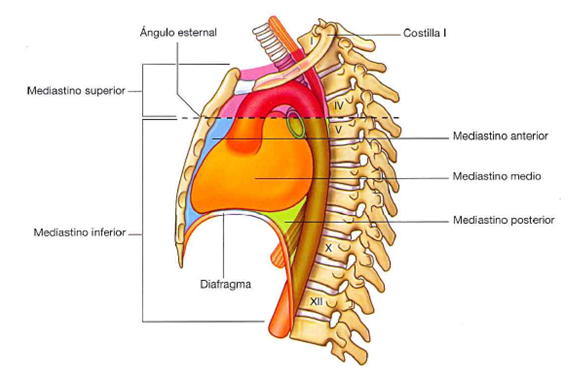 mediastino