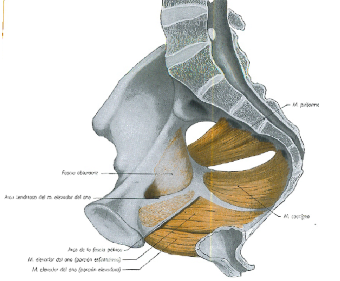 Anatomia Latarjet Pdf