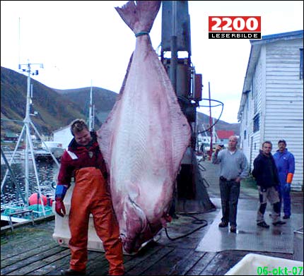 [biggest-halibut-caught+in+Norway.jpg]
