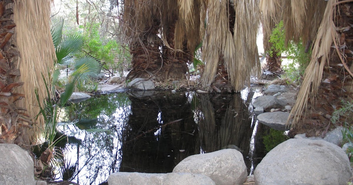 Deserts and Beyond Desert oasisWatery Wednesday 040710