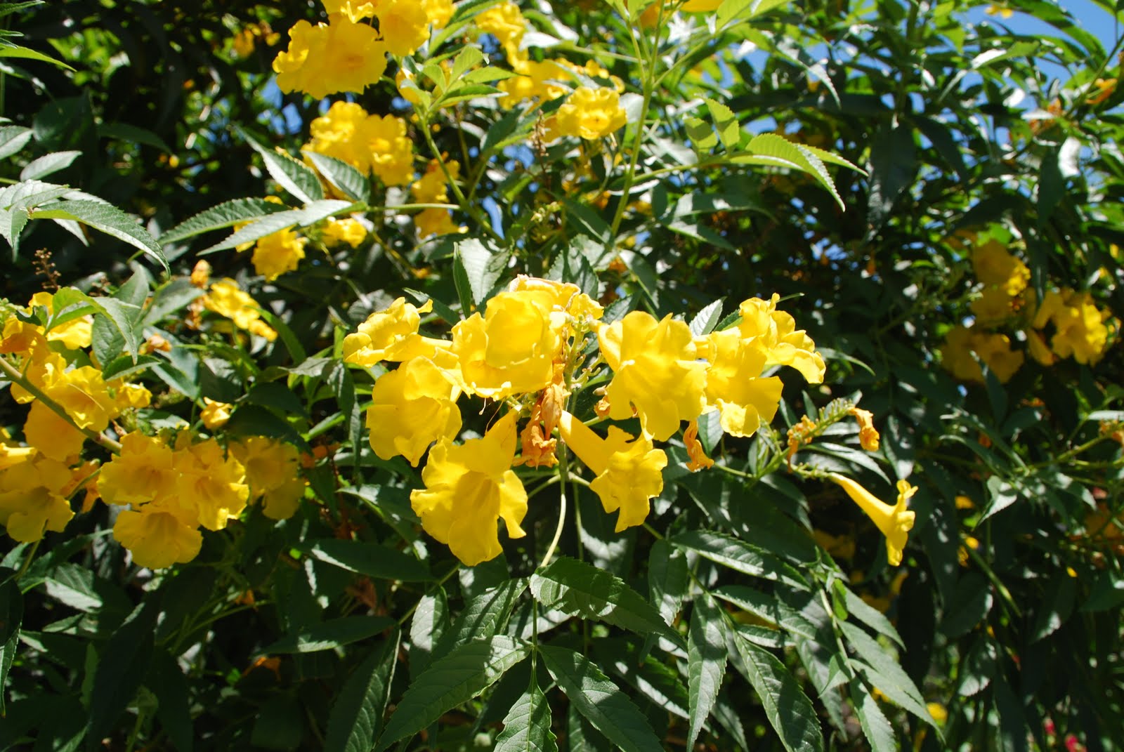 Deserts and Beyond StansMellow Yellow 080910