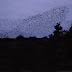 Plumstone Starlings