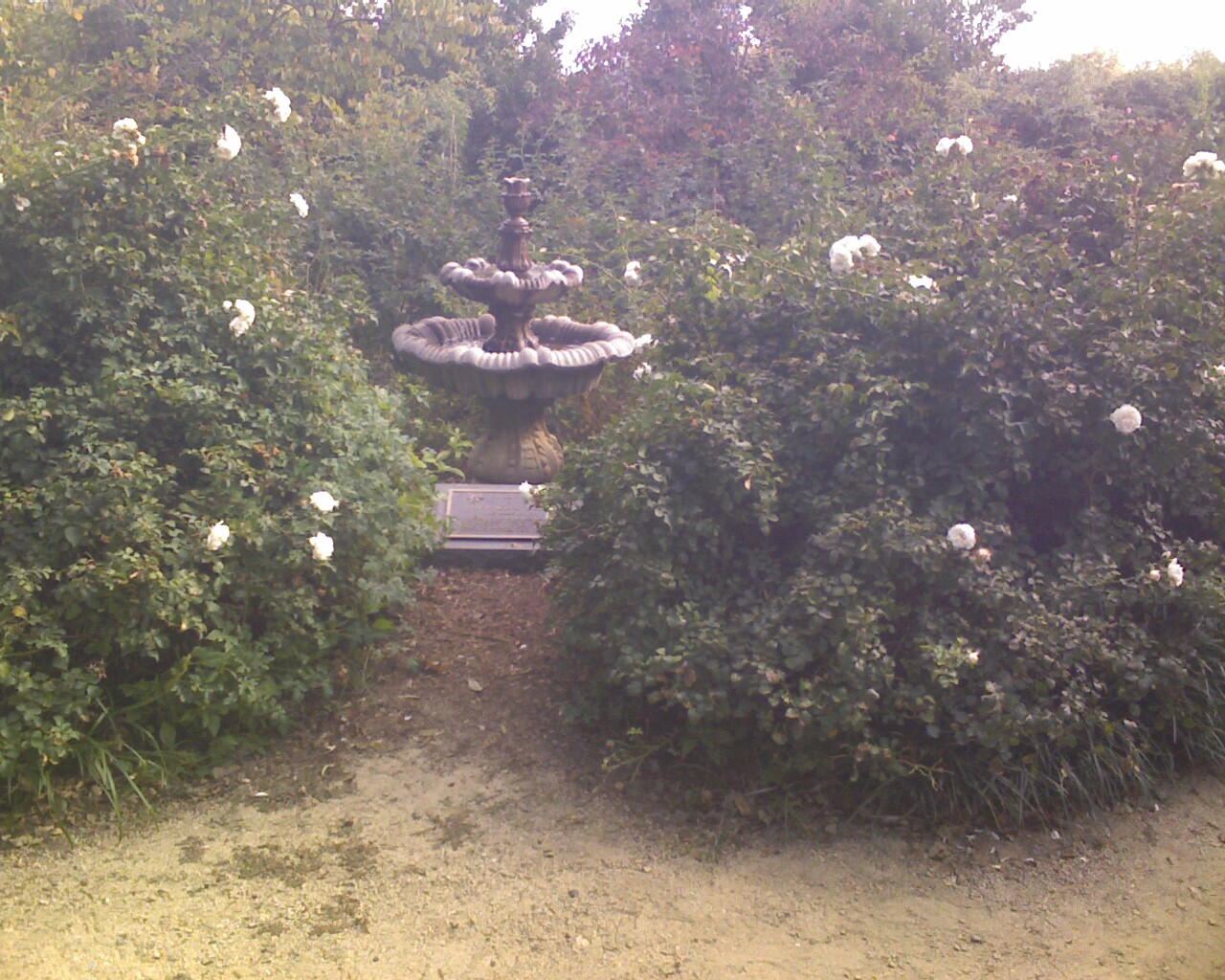 Style Perfect Events McGill Rose Garden in NoDa