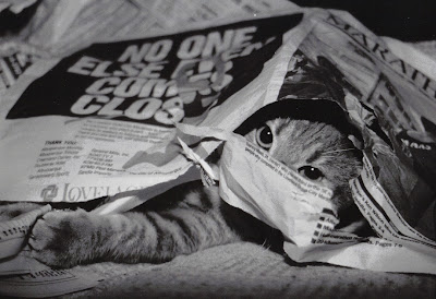 [Image: newspaper+bandit.jpg]