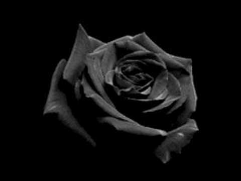 Black Rose : The wallpaper rose black. Black Rose : The